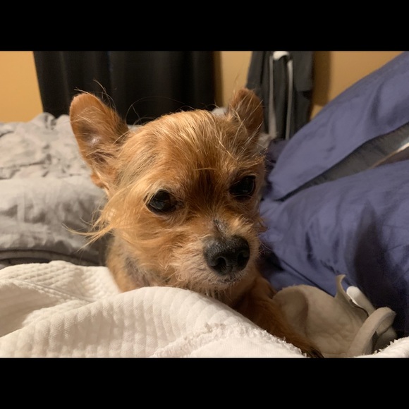 Meet your Posher, Crystal - Picture 3 of 5